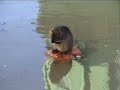 Nutria - Ragondins - Biberratten