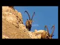 Animal Fencing - Fiercest Warriors Animal Fencing - Fiercest Warriors