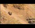Animal-Fencing-Fierc