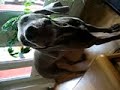Weimaraner crys ... Weimaraner crys ...