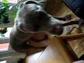 Weimaraner crys ...