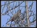 Diuca (diuca diucas) http://videofauna.blogspot.com/