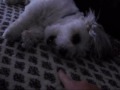 Sondernheim Kameramann spielt mit seinem Hund Maxi