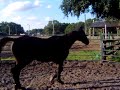 Ice Free Lunging-Trotting/Reversing