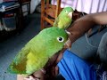 Pericos(Los Ni