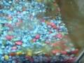 videos de Bichirs n' cichlids eat