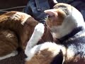 cat milk 1 cat milk 1