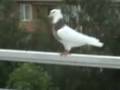 duvor kotr koter pigeon hmam kaftar kabootar duer part 6
