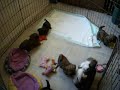 Kosey and Tarik Playing 20090204