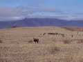 lion vs hyena lion vs hyena