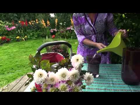 how to grow bishop of llandaff dahlia