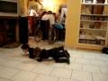 videos de MOV00779