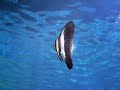 Sea Life München wurde tropisch... (2008)