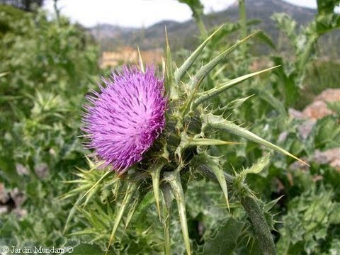 cardo - Es utilizado como protector del hígado y lo desintoxica de sustancias nocivas como el alcohol y las drogas.• Antioxidante.• Reduce los niveles de colesterol ...