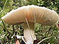Mr.E Mushroom of Utubia is the Kool-Aid ~