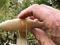 videos de Mr.E Mushroom of Utubia is the Kool-Aid ~