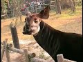 Okapi
