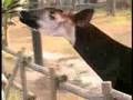 Okapi