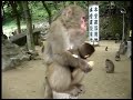 Mount Takasaki Monkeys Mount Takasaki Monkeys