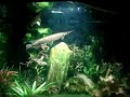 Aquario de primitivos 3 lepsosteus, 2 polypterus, 2 reco recos, 1 tuvira albina - 70 x 70 x 70 cm - 320 litros. 