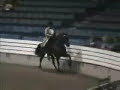 Racking horse Smooth and clocked at 25 MPH Amazing!!