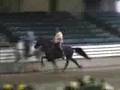 Speed Racking horse Smooth and clocked at 25 MPH Amazing!!