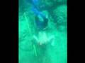 Spearfishing South Florida w/ Dolphins (Mahi)