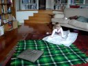 Zany Zoe dancing