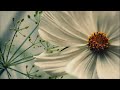 A. Vivaldi: L'Inverno - Concerto for violin, strings&bc in F minor (RV 297) / La Gioiosa Marca