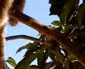 macaco chico