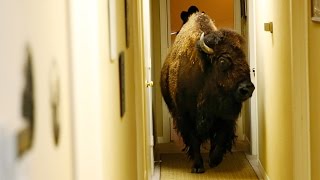 Court Reporter Looks for New Home for Pet Bison