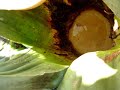 Pulque