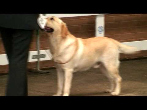 Midland Counties Labrador Dog CC 2009