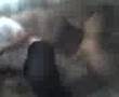 El perro asesino 