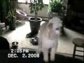 Laziest dog fight you\