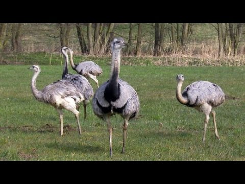 Nandus in Deutschland: Kleiner Kopf, groes Problem - d ...