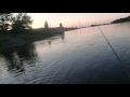Zanderangeln Elbe (Livebiss)