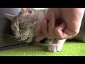 Click here to watch this video 絶対に渡さにゃい！ - Dangerous Cat -