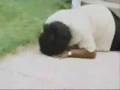 Lady falls on TV