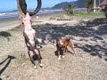 VD3-GAME DOG