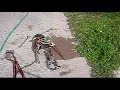 ammortizzatore , smontaggio ammortizzatore , smontaggio