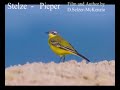 Stelze Pieper Tiere Animals Natur SelMcKenzie Selzer-McKenzie