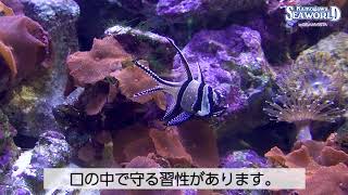 前の動画へ