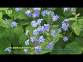 Click here to watch this video Kaukasische vergeet-mij-niet - Brunnera macrophylla
