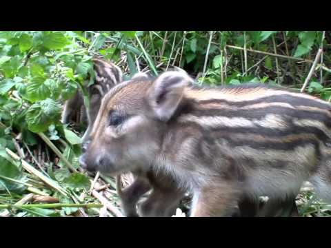 boar