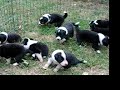 border collie puppies at 3 weeks old
