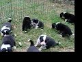 Border Collie Puppies at 3 weeks old
