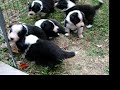 border collie puppies at 3 weeks old