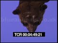 Harry the kinkajou takes a look