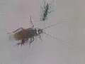 More info blogged at http://geekvideo.blogspot.com/2007/12/zombie-cockroach.html